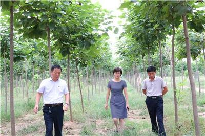 太康马厂:林业扶贫让生态与产业共赢